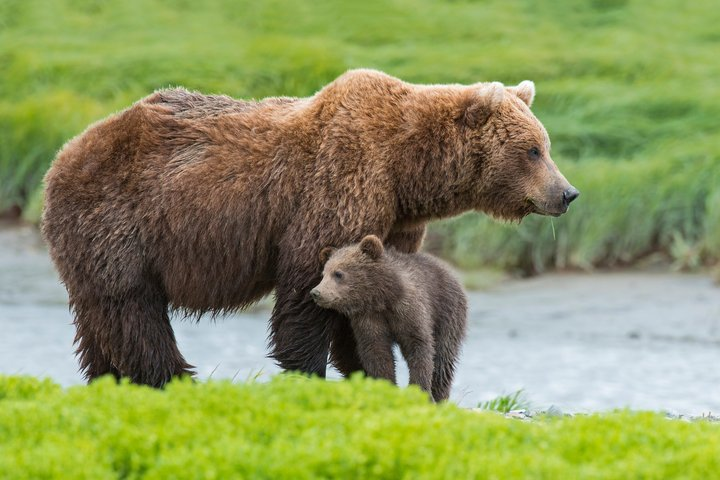 Denali in a Day - Full-Day Sightseeing Tour - Photo 1 of 13